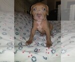 Puppy 10 American Pit Bull Terrier