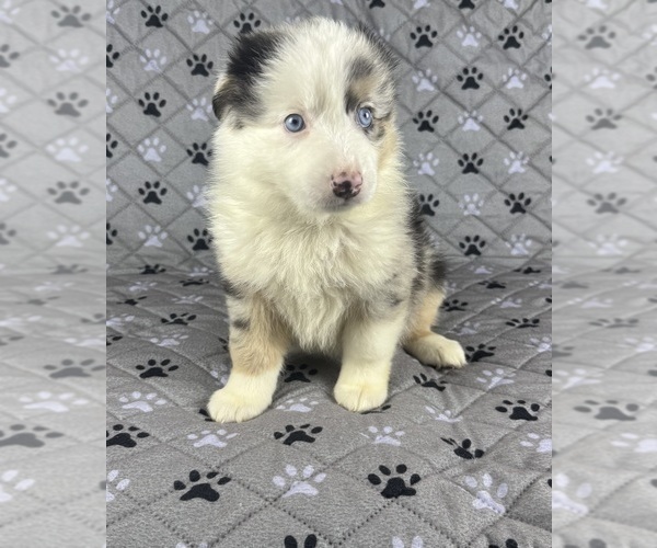 Medium Photo #42 Australian Shepherd Puppy For Sale in SALISBURY, NC, USA