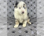 Small Photo #42 Australian Shepherd Puppy For Sale in SALISBURY, NC, USA
