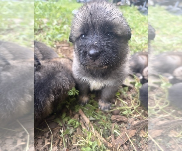 Medium Photo #2 German Shepherd Dog-Great Pyrenees Mix Puppy For Sale in LINDEN, VA, USA