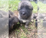 Small #1 German Shepherd Dog-Great Pyrenees Mix