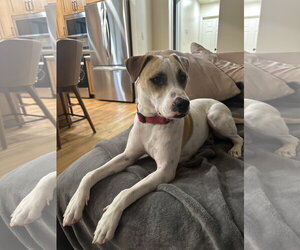 Apache - Little Trooper - Male Pointer-Staffordshire Bull Terrier Mix Dog for Adoption - Photo #5