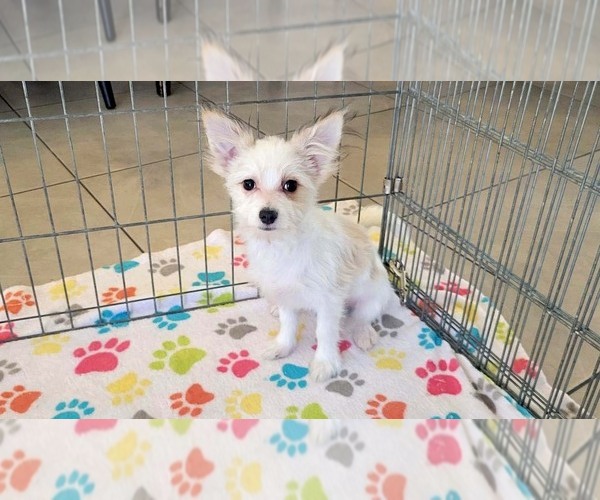 Medium Photo #8 Papitese Puppy For Sale in ORO VALLEY, AZ, USA