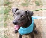 Small Weimaraner Mix