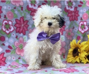 Poodle (Toy) Puppy for sale in LANCASTER, PA, USA
