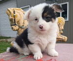 Image preview for Ad Listing. Nickname: Fluffies