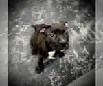 Small Photo #35 American Bully Puppy For Sale in REESEVILLE, WI, USA