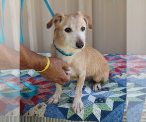 Dachshund-Unknown Mix Dogs for adoption in Bandera, TX, USA