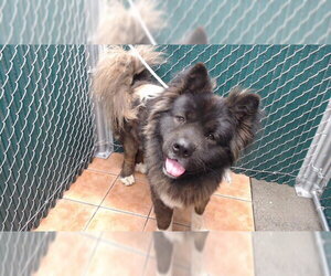 Akita Dogs for adoption in Downey, CA, USA