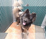 Small Akita