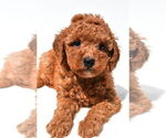 Small #18 Goldendoodle mix (+ Poodle Miniature)