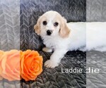 Small #10 Cavachon