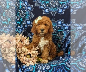 Goldendoodle (Miniature) Puppy for sale in OXFORD, PA, USA