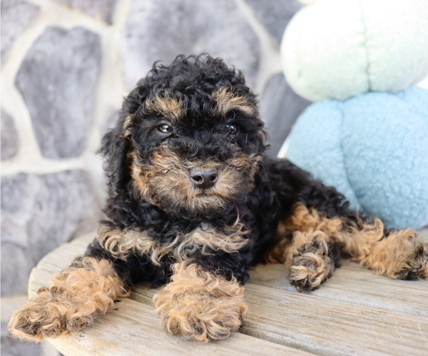 Medium Photo #1 Poodle (Miniature) Puppy For Sale in HONEY BROOK, PA, USA