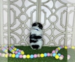 Small #4 Morkie