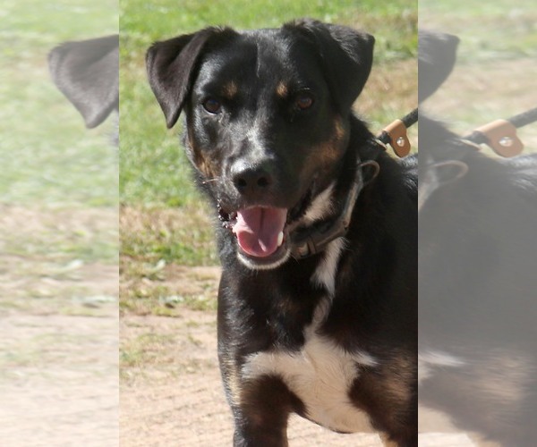 Medium Photo #1 Rottweiler-Unknown Mix Puppy For Sale in Webster, WI, USA