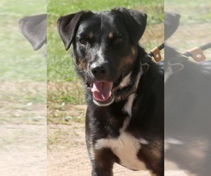 Rottweiler-Unknown Mix Dogs for adoption in Webster, WI, USA