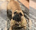 Small #3 Free-Lance Bulldog
