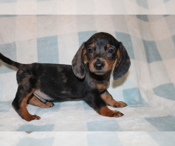 Medium Photo #6 Dachshund Puppy For Sale in BLMGTN, IN, USA