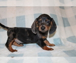 Small #5 Dachshund