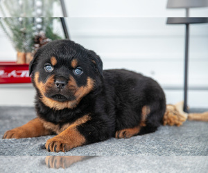 Medium Rottweiler