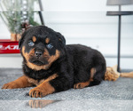 Puppy Hugo Rottweiler