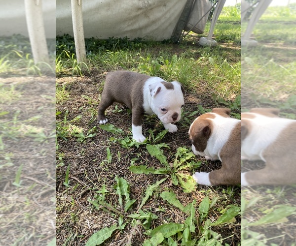 Medium Photo #10 Boston Terrier Puppy For Sale in FREDONIA, KS, USA
