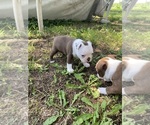 Small #9 Boston Terrier