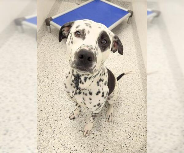 Medium Photo #1 Dalmatian-Unknown Mix Puppy For Sale in Canfield, OH, USA