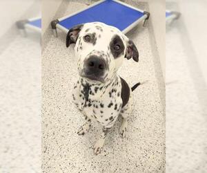Dalmatian-Unknown Mix Dogs for adoption in Canfield, OH, USA