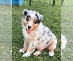 Small #14 Australian Shepherd