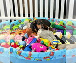 Small #3 Rottweiler Mix