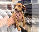 Small #1 Mutt