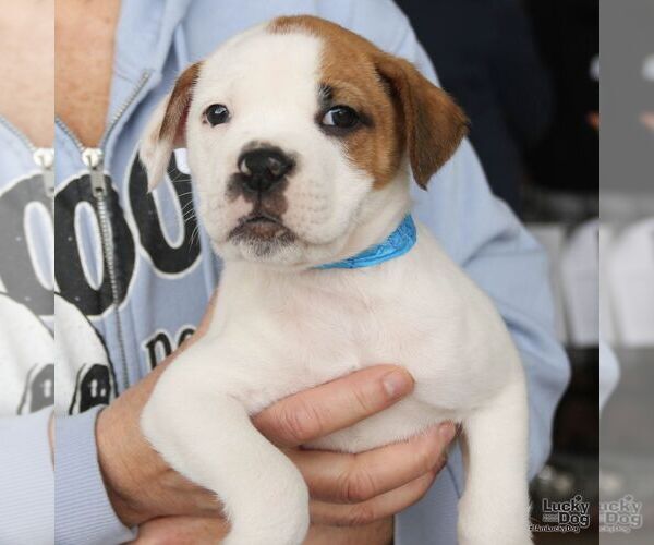 Medium Photo #2 Labrador Retriever-Unknown Mix Puppy For Sale in Washington, DC, USA