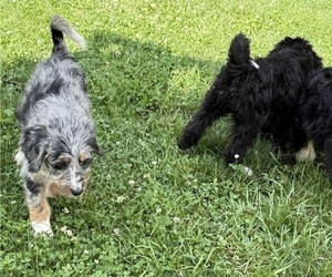 Bernedoodle Puppy for sale in SPRINGFIELD, OH, USA