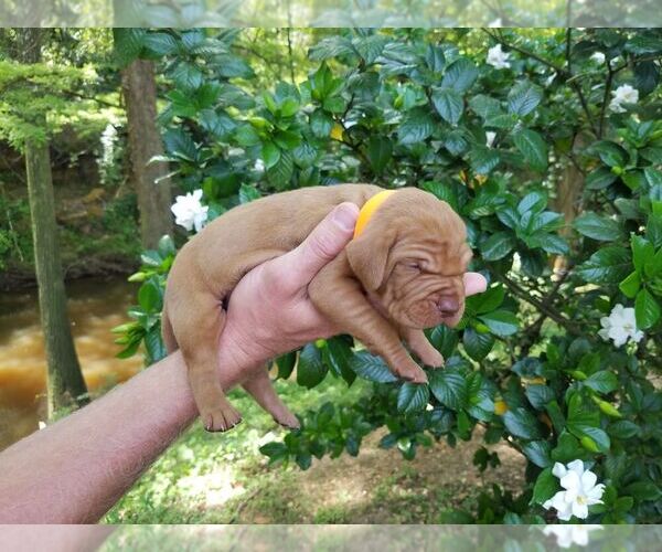 Medium Photo #1 Vizsla Puppy For Sale in PRATTVILLE, AL, USA