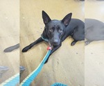 Small #11 Labrador Retriever Mix