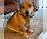 Small Photo #6 Basset Hound-Labrador Retriever Mix Puppy For Sale in Deepwater, NJ, USA