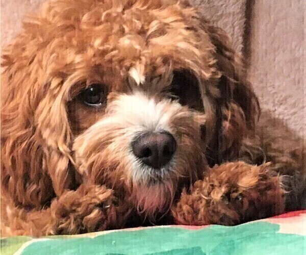 Medium Photo #1 Cavapoo Puppy For Sale in FINDLAY, OH, USA