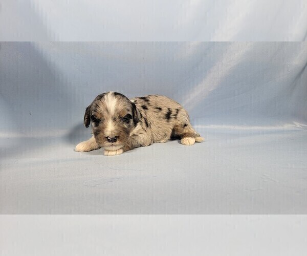 Medium Photo #3 Bernedoodle (Miniature) Puppy For Sale in BLACK FOREST, CO, USA