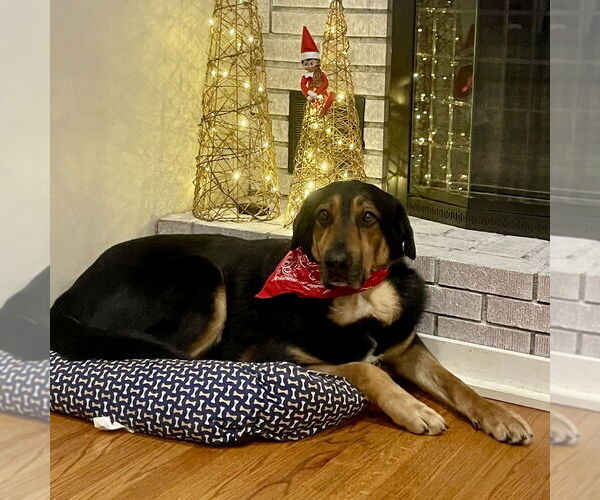 Medium Photo #20 Mutt Puppy For Sale in Brewster, NY, USA