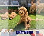Image preview for Ad Listing. Nickname: Draymond
