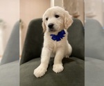 Puppy 4 English Cream Golden Retriever