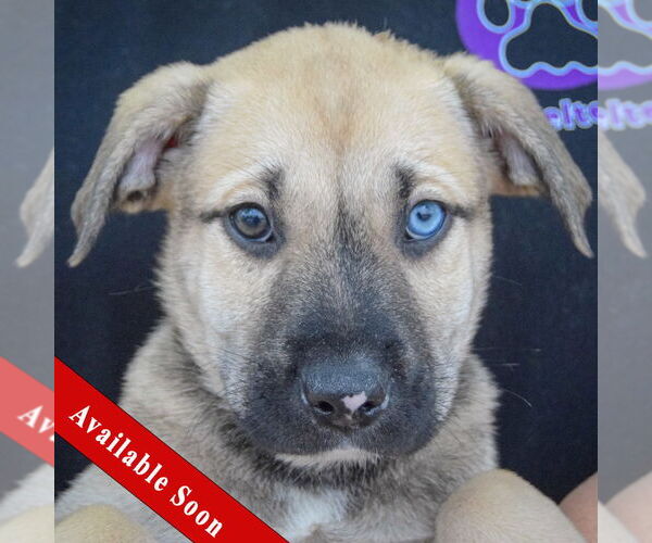 Medium Photo #1 Catahoula Leopard Dog-Labrador Retriever Mix Puppy For Sale in Huntley, IL, USA