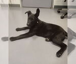 Small #6 Shepradors
