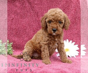 Goldendoodle (Miniature) Puppy for sale in EPHRATA, PA, USA