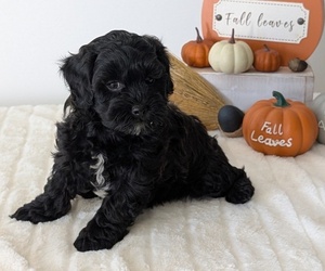 Medium ShihPoo