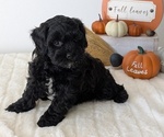 Puppy Lando ShihPoo