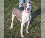 Small #2 American Staffordshire Terrier-Boxer Mix