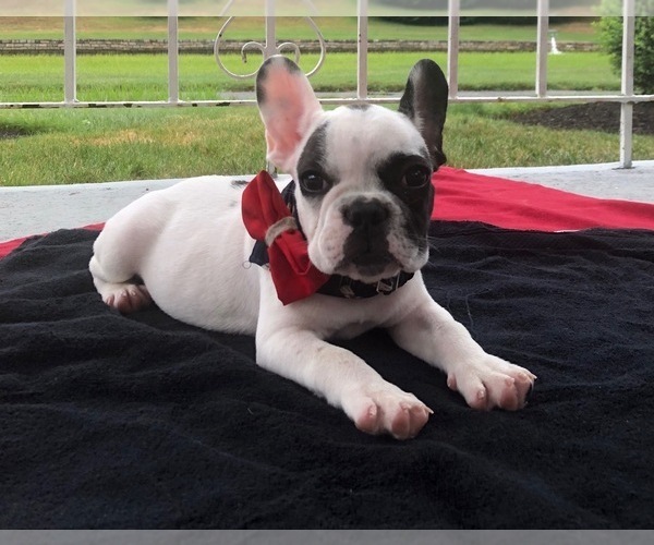Medium Photo #1 French Bulldog Puppy For Sale in COLCHESTER, CT, USA